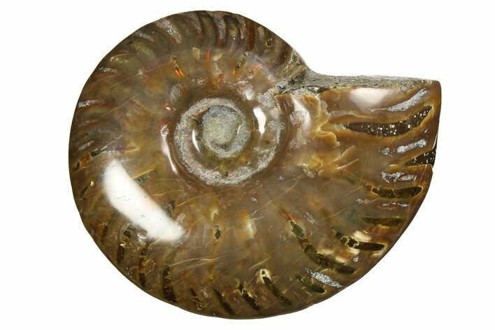 Red Flash Ammonite Fossil - Madagascar #187245